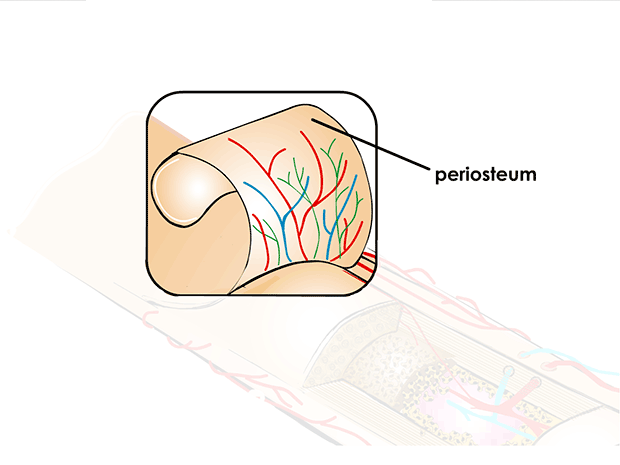 Periosteum